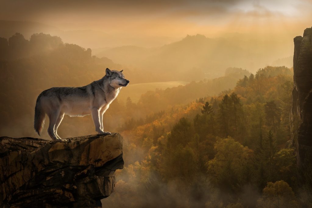 The Battle between Two Wolves